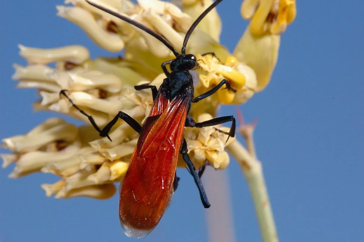 Hawk Wasp: Tarantula Killer. An elegant killer with an extremely painful bite - Wasp, Insects, Yandex Zen, Animals, Longpost