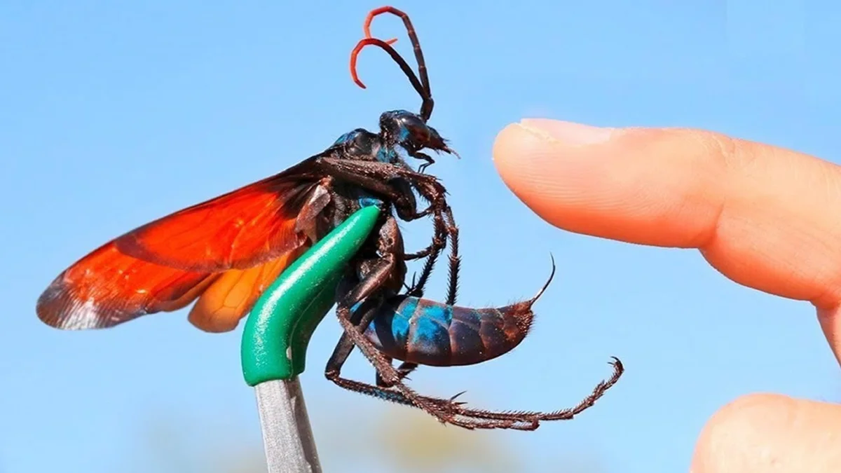 Hawk Wasp: Tarantula Killer. An elegant killer with an extremely painful bite - Wasp, Insects, Yandex Zen, Animals, Longpost