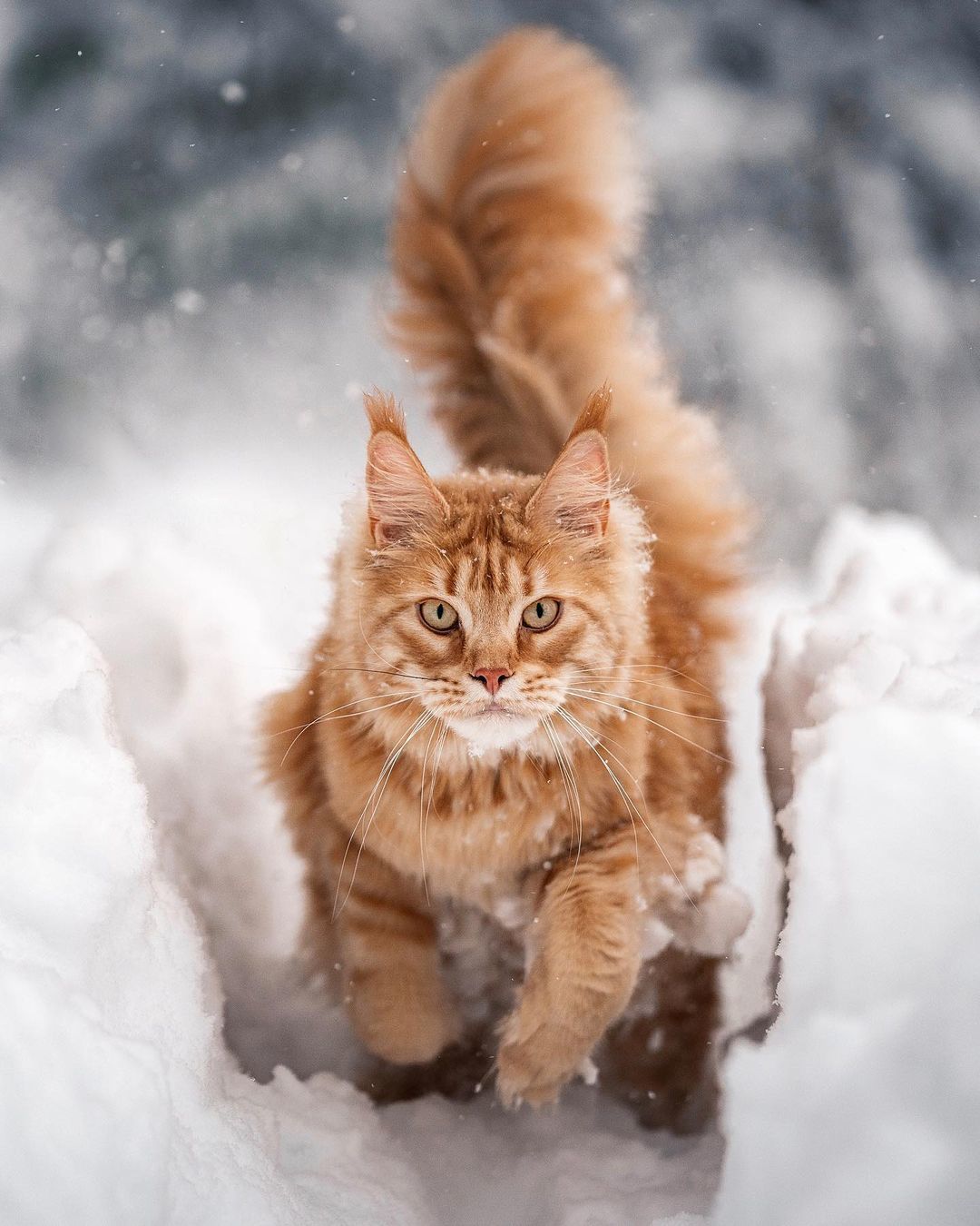 cat - cat, Snow, Maine Coon