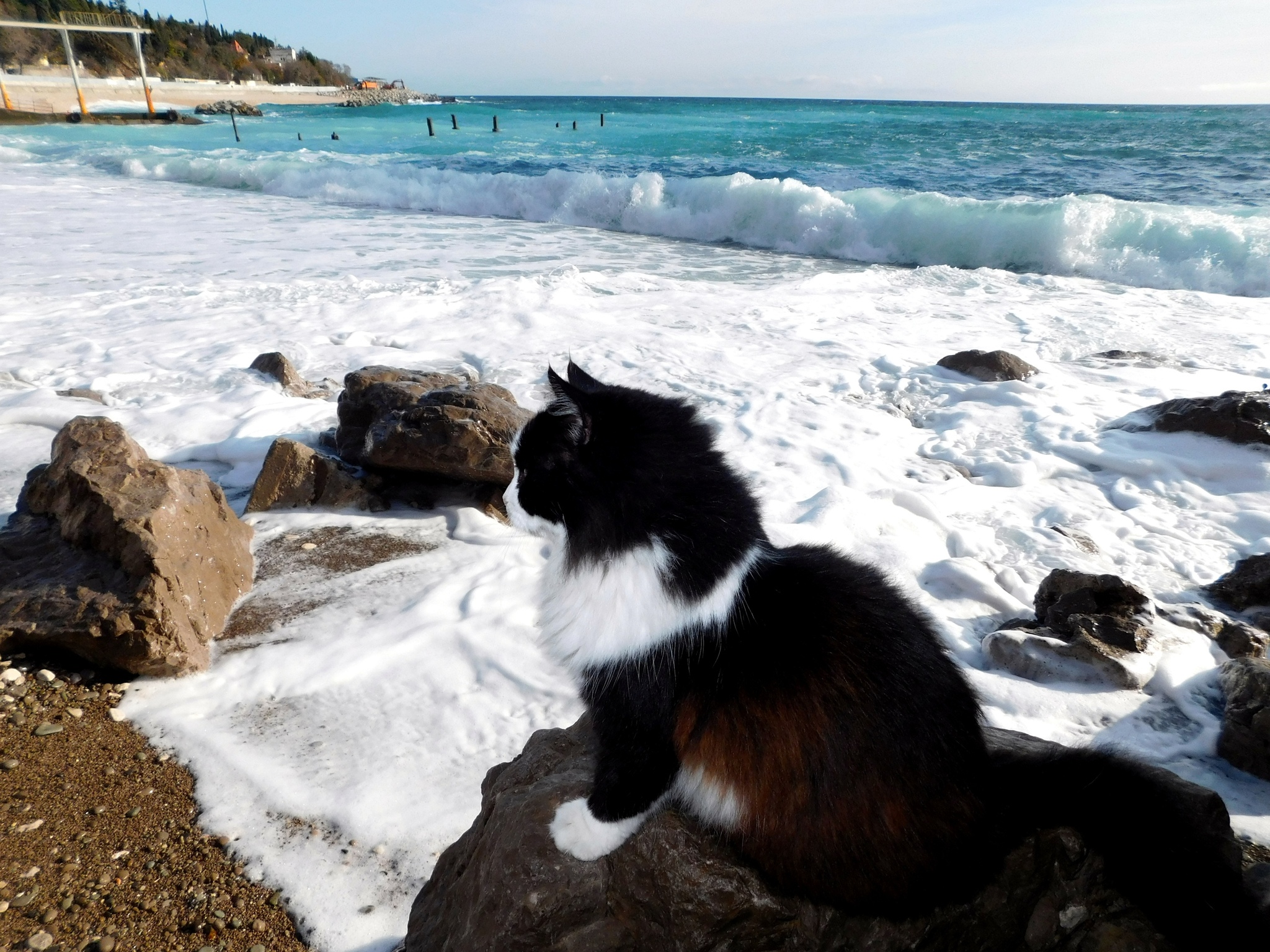 Фото собаки и кошки на море