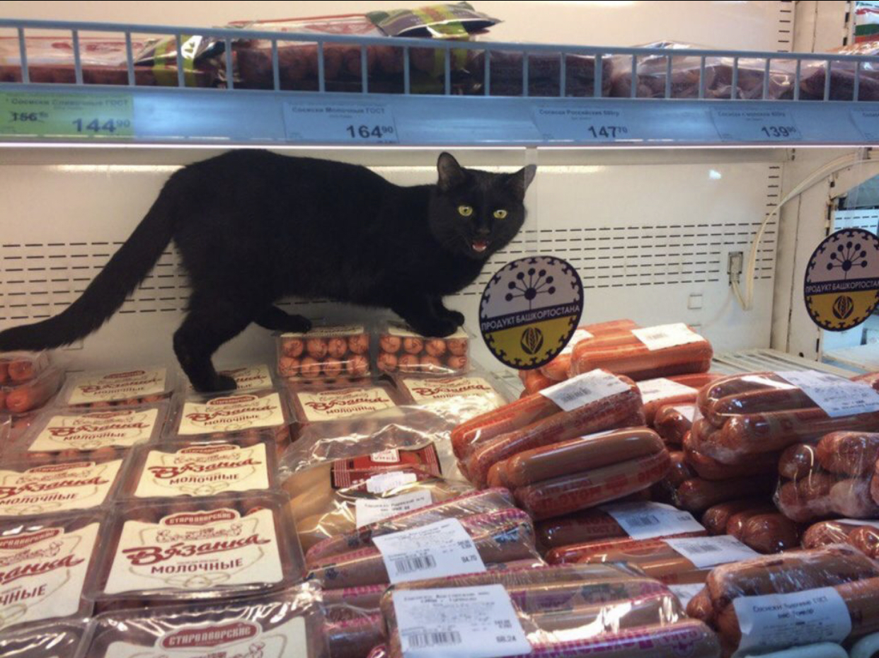 In Paradise - cat, Sausage, Black cat, Sausages, Showcase