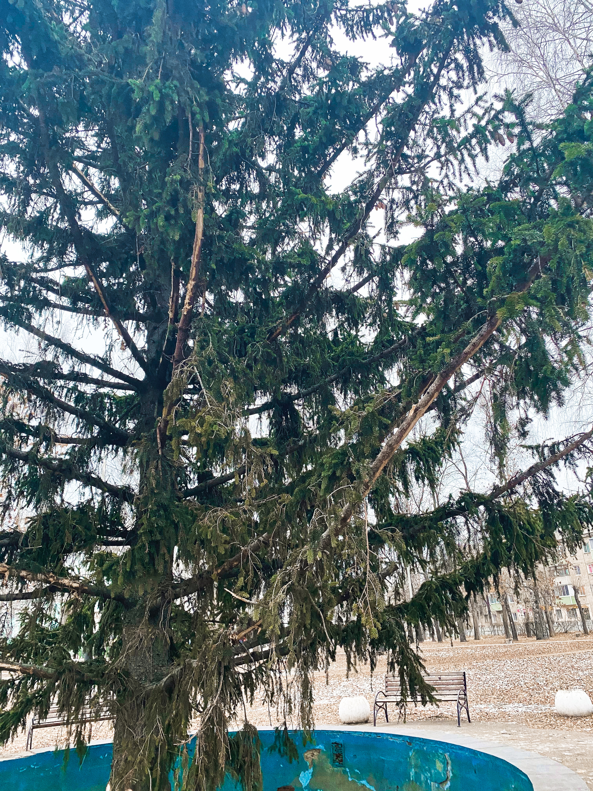 Guess the country or the Christmas tree in the fountain - My, Christmas trees, Holidays, Sad holiday, New Year, Town, Fountain, So it was possible?, It happened, Vital, Russia, Christmas tree, Ryazan Oblast, Longpost, Fail