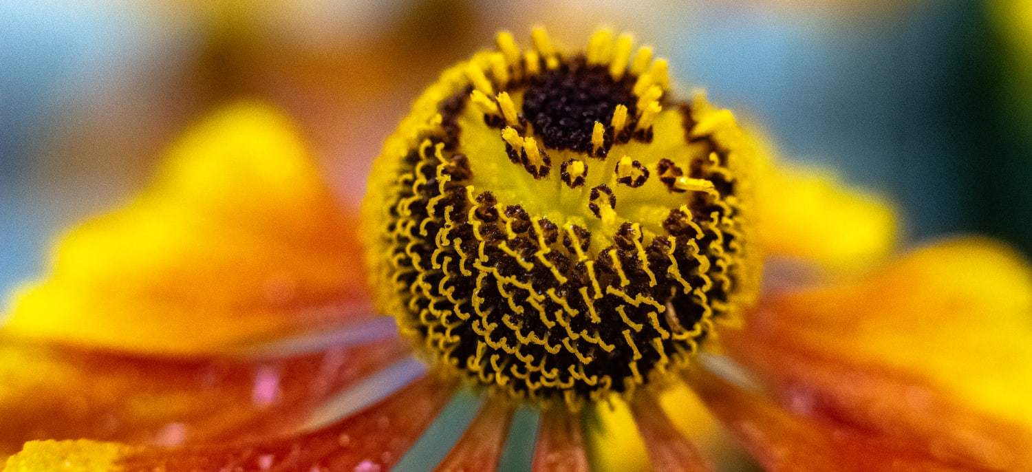 Some flowers in the ribbon - My, Floriculture, Rainbow, Garden, Подмосковье, Domodedovo, Barybino, Moscow region, The photo, Popular, Longpost