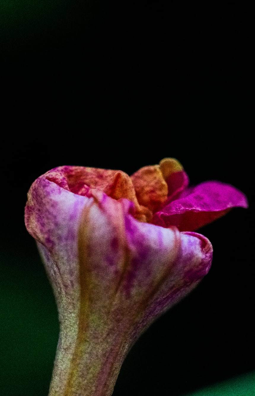 Some flowers in the ribbon - My, Floriculture, Rainbow, Garden, Подмосковье, Domodedovo, Barybino, Moscow region, The photo, Popular, Longpost