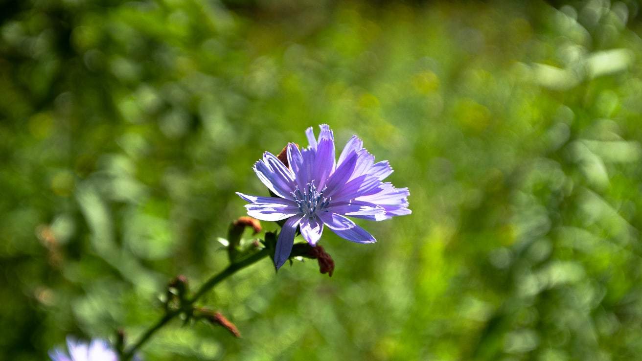 Some flowers in the ribbon - My, Floriculture, Rainbow, Garden, Подмосковье, Domodedovo, Barybino, Moscow region, The photo, Popular, Longpost