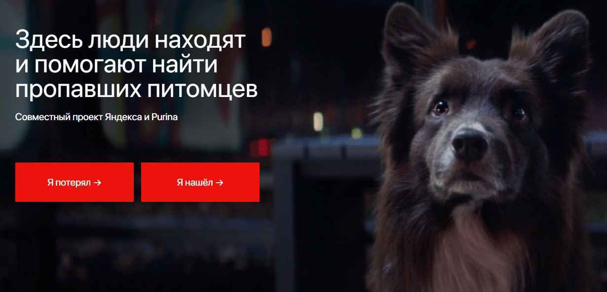 Yandex has launched a service for searching for pets. MOSCOW - news, Lost, cat, The dog is missing, Found a dog, Lost cat, Found a cat, No rating, Dog