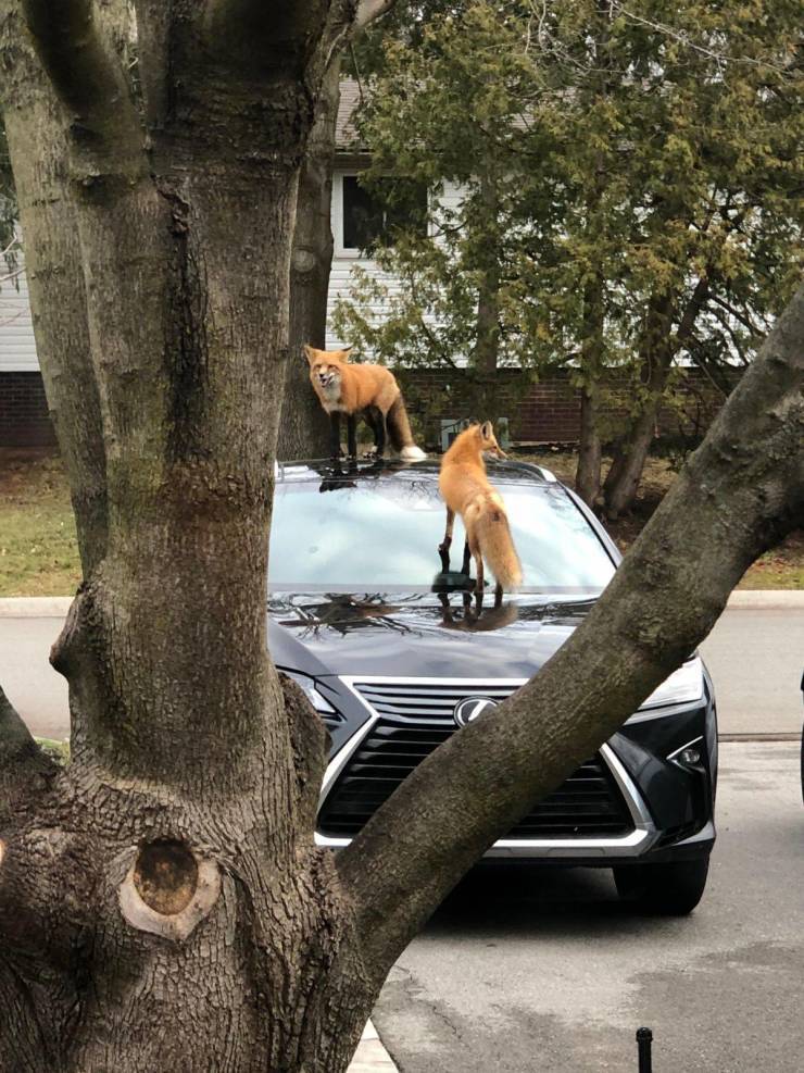 Foxes are looking for a new car - Fox, Auto, Positive, Humor