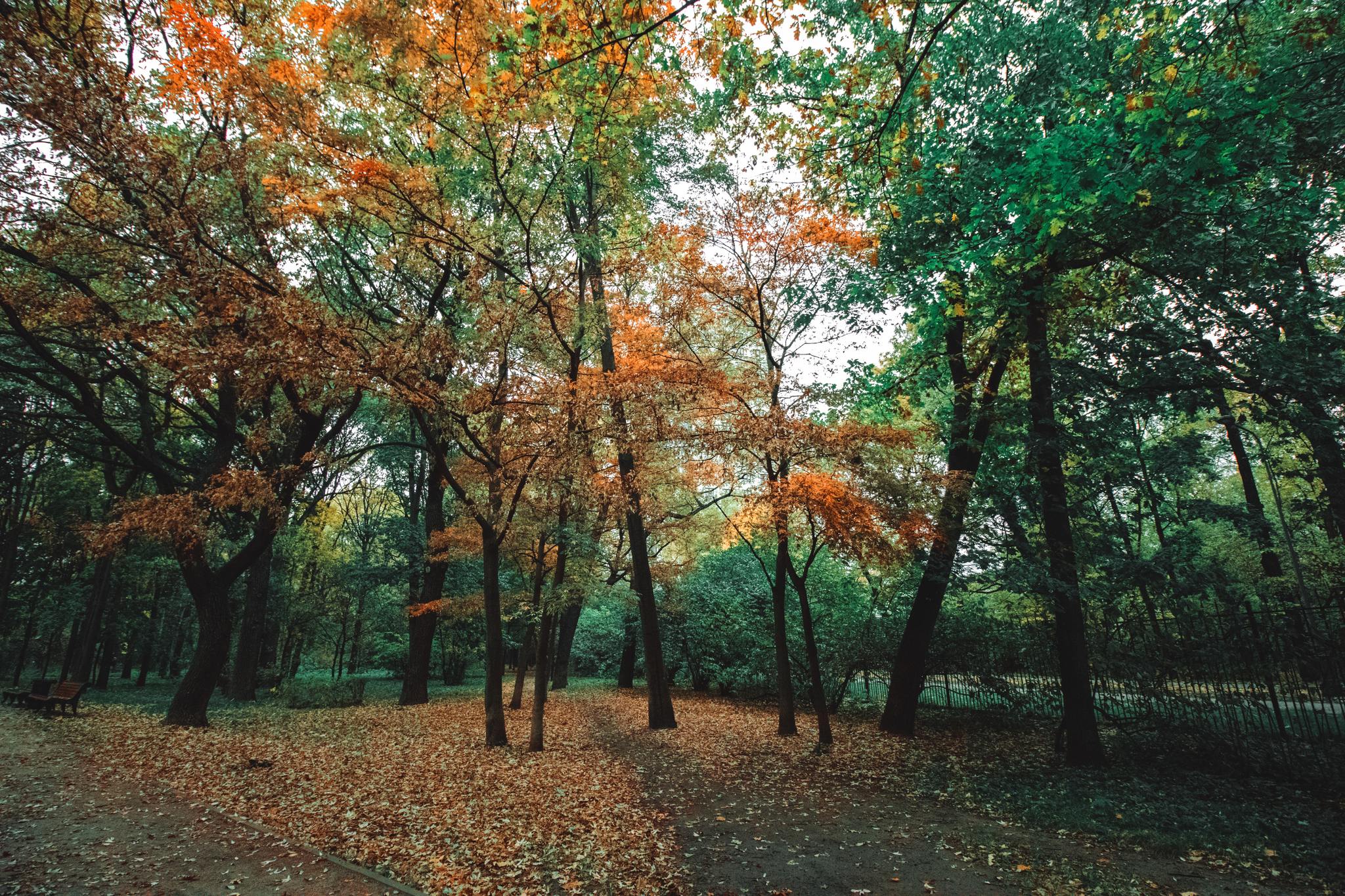 Park Dubki - My, The photo, Dubki Park, Moscow, Autumn, Longpost