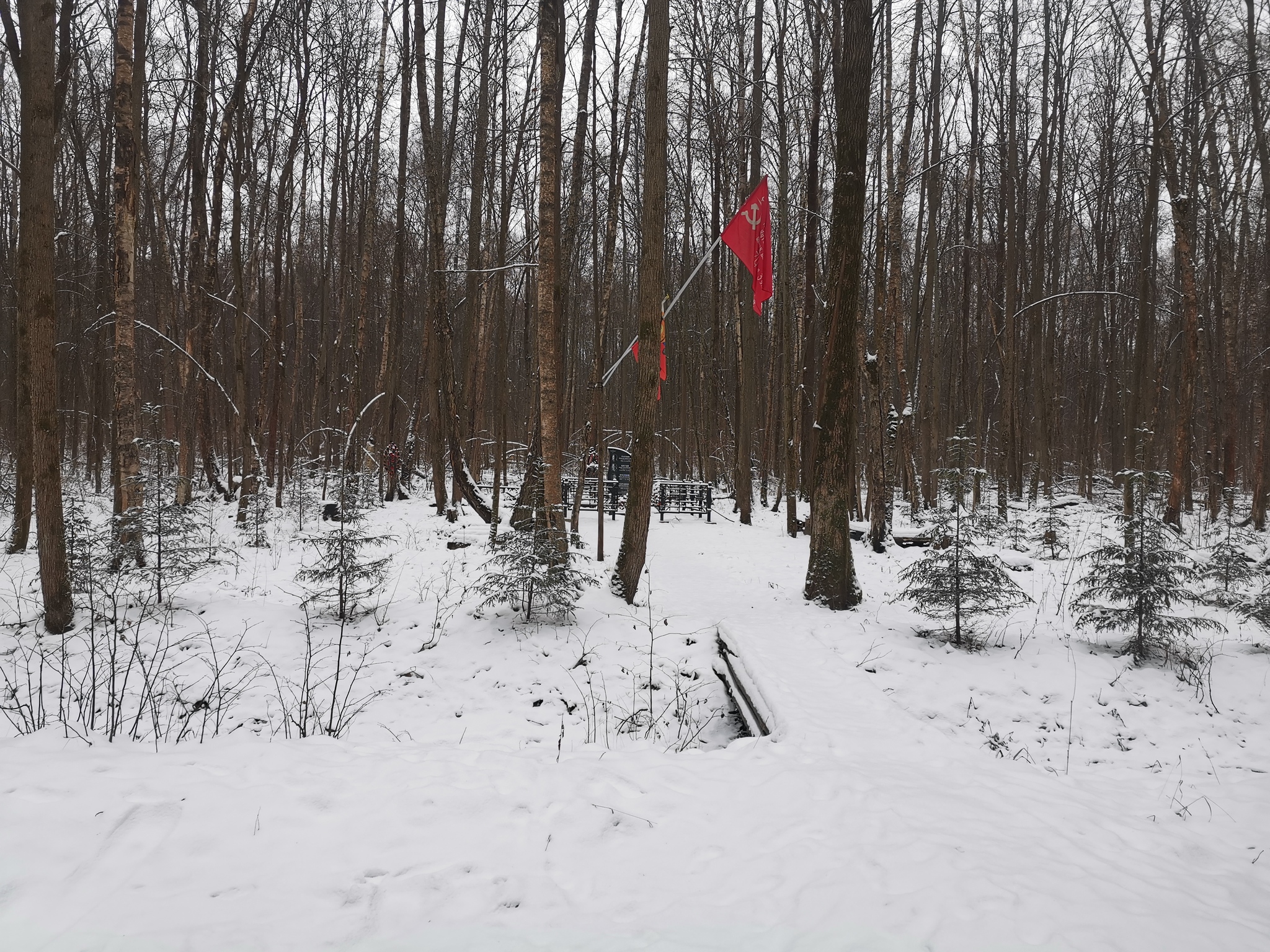 Winter rides, this - My, Pokatushki, A bike, Winter, Snow, Road, Forest, Longpost