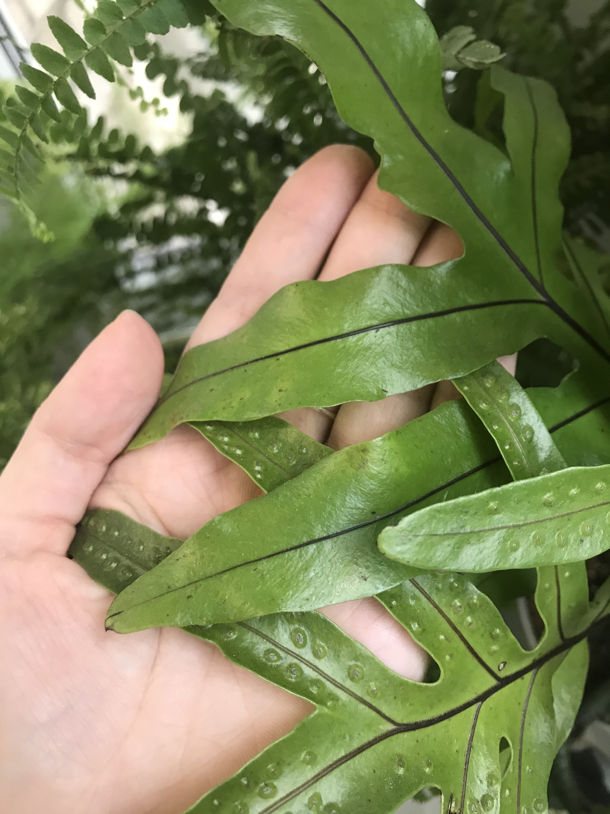 My ferns - My, Fern, Floriculture, Houseplants, Greenery, Longpost