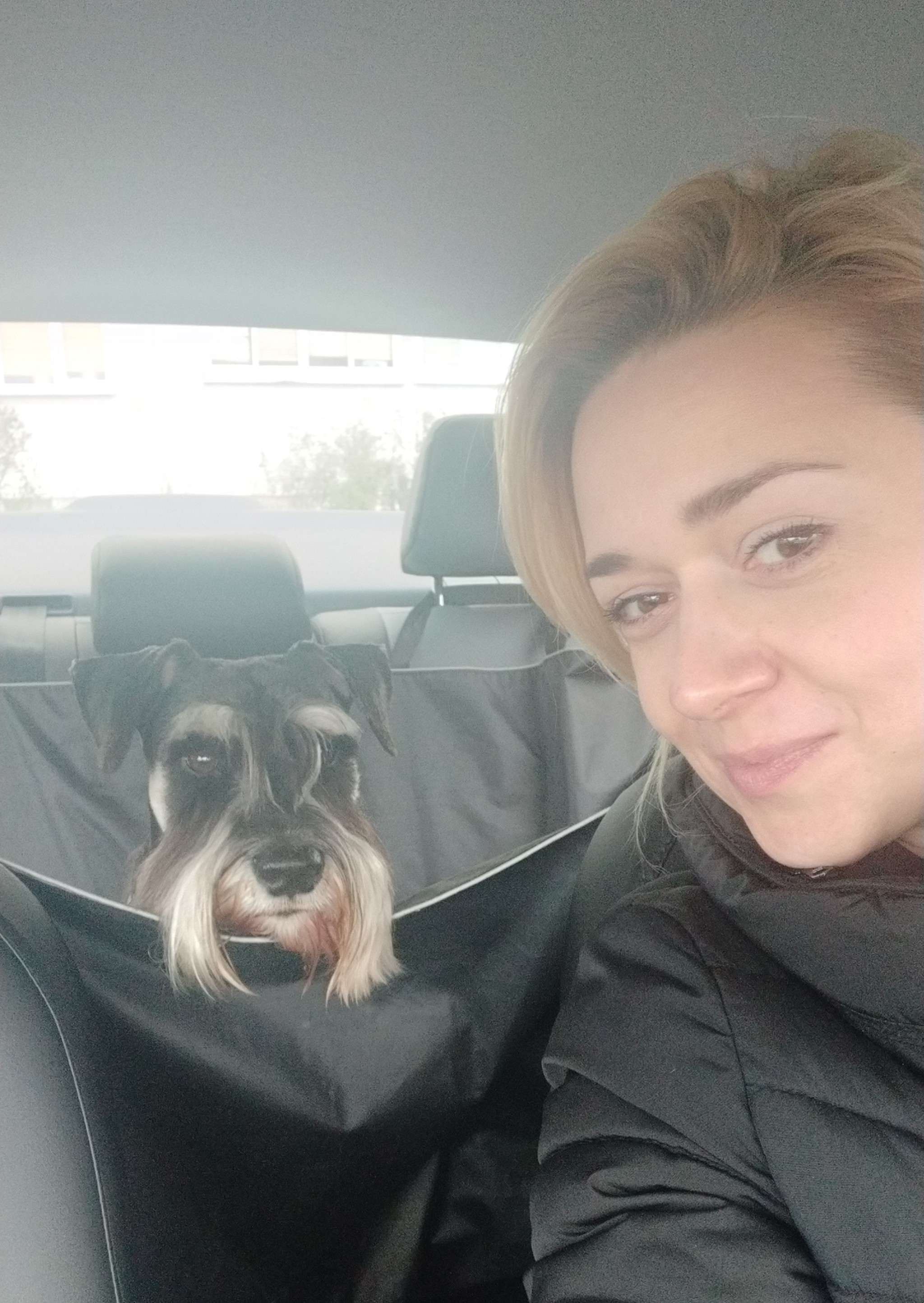 - Well, tell me how it was in the salon, what Aunt Alla did with you, what procedures? - Don’t talk about that. Let's go home quickly... - My, Miniature schnauzer, Ronald, Dog, Grooming, Longpost