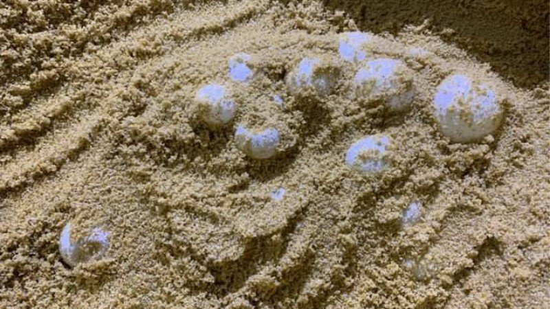 A sea turtle laid eggs on Bang Kwan Beach in Phang Nga Province - Thailand, Sea turtles, Eggs, Beach, Phang Nga, Longpost