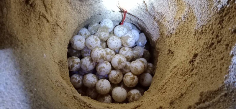 A sea turtle laid eggs on Bang Kwan Beach in Phang Nga Province - Thailand, Sea turtles, Eggs, Beach, Phang Nga, Longpost