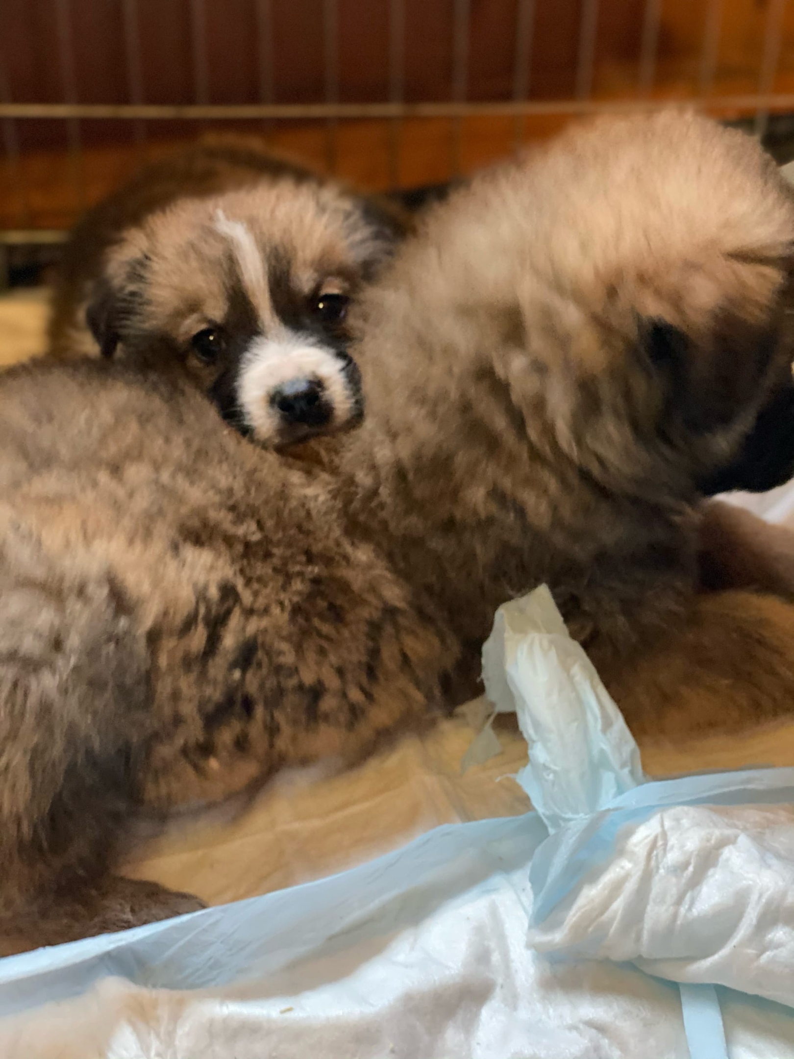 MOSCOW and MO. Puppies looking for a home - My, No rating, Puppies, Is free, In good hands, Moscow, Moscow region, Longpost, Dog