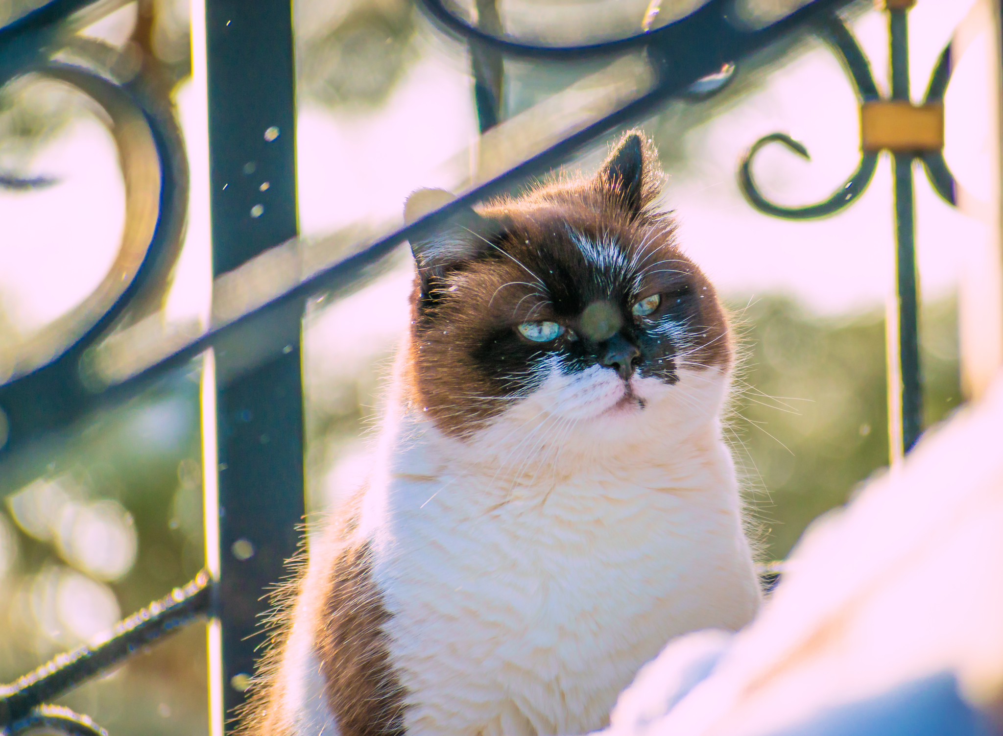 Winter cat is gorgeous - My, cat, Winter, Nikon, The photo