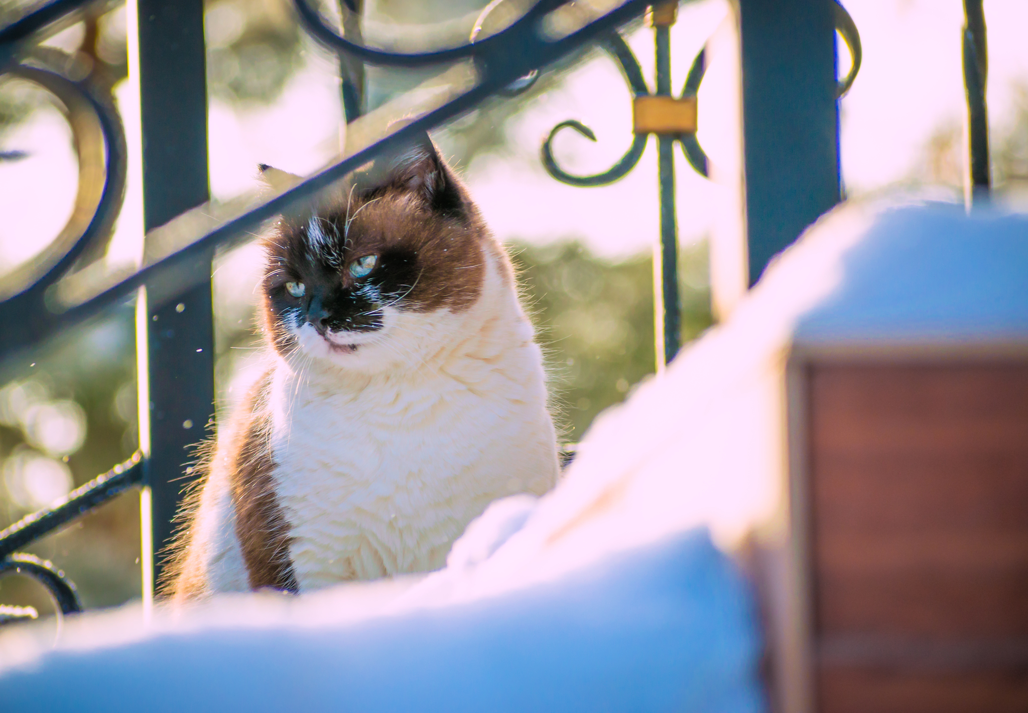 Winter cat is gorgeous - My, cat, Winter, Nikon, The photo