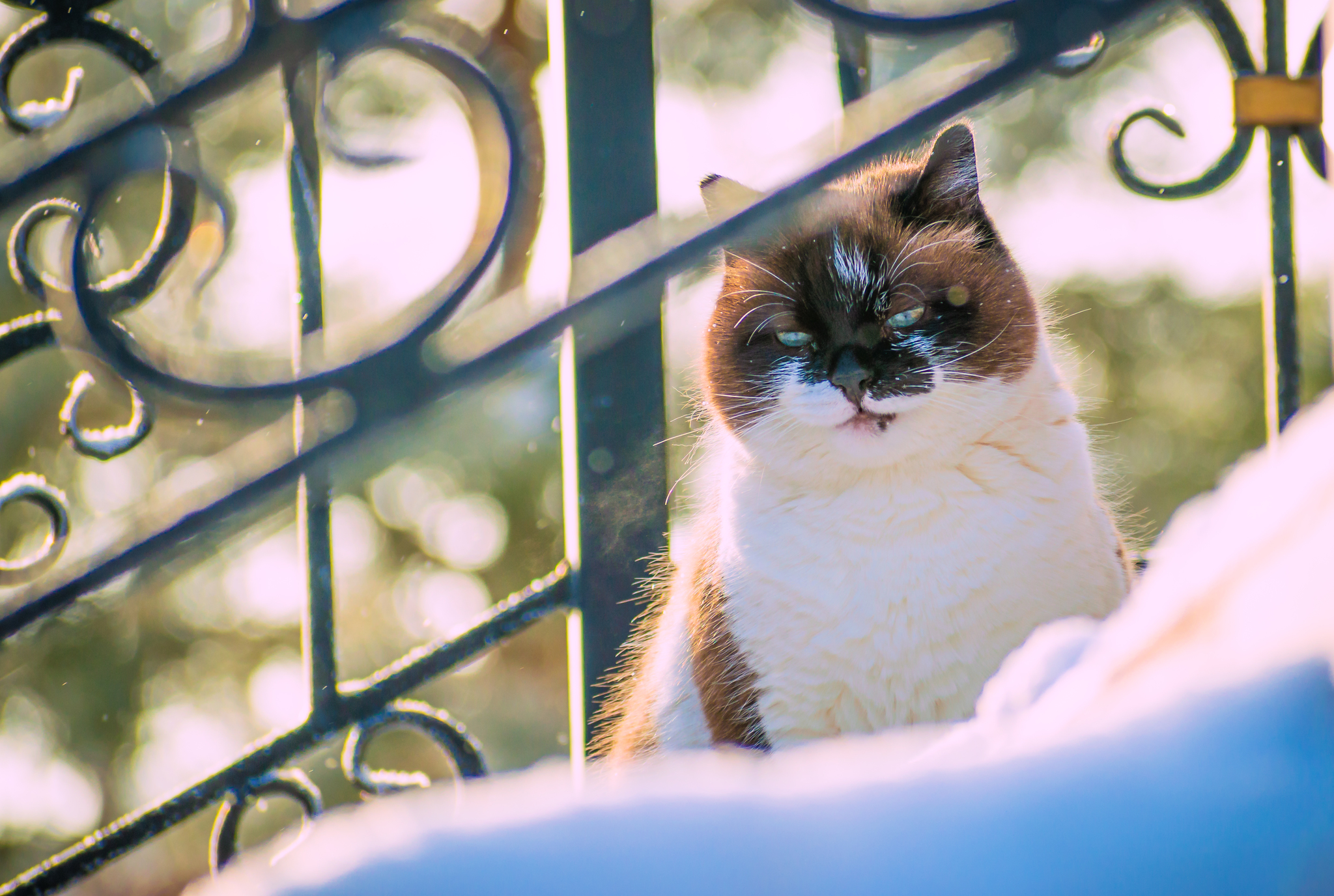 Winter cat is gorgeous - My, cat, Winter, Nikon, The photo