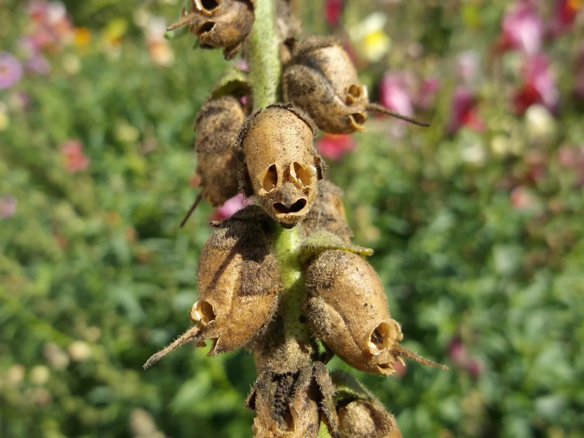 Snapdragon Pods - The photo, Plants, Snapdragon, Scull, Longpost