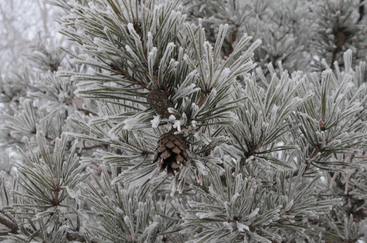 Waxwing falls and winter thunderstorms: temperature records for the Novosibirsk winter in the entire history of the city - My, Winter, Siberia, freezing, Nature, Record, Longpost