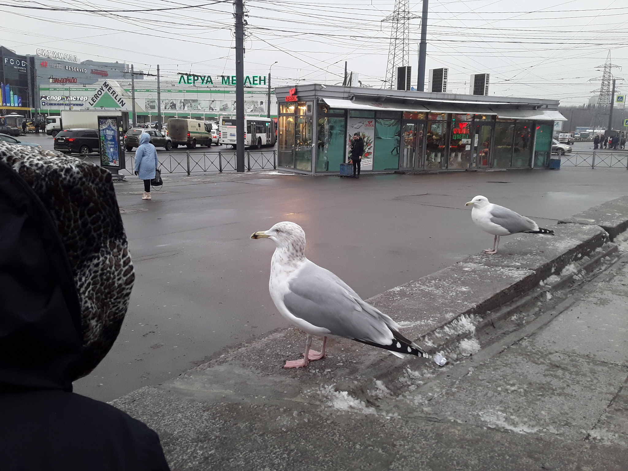 Seagulls - My, Saint Petersburg, Seagulls