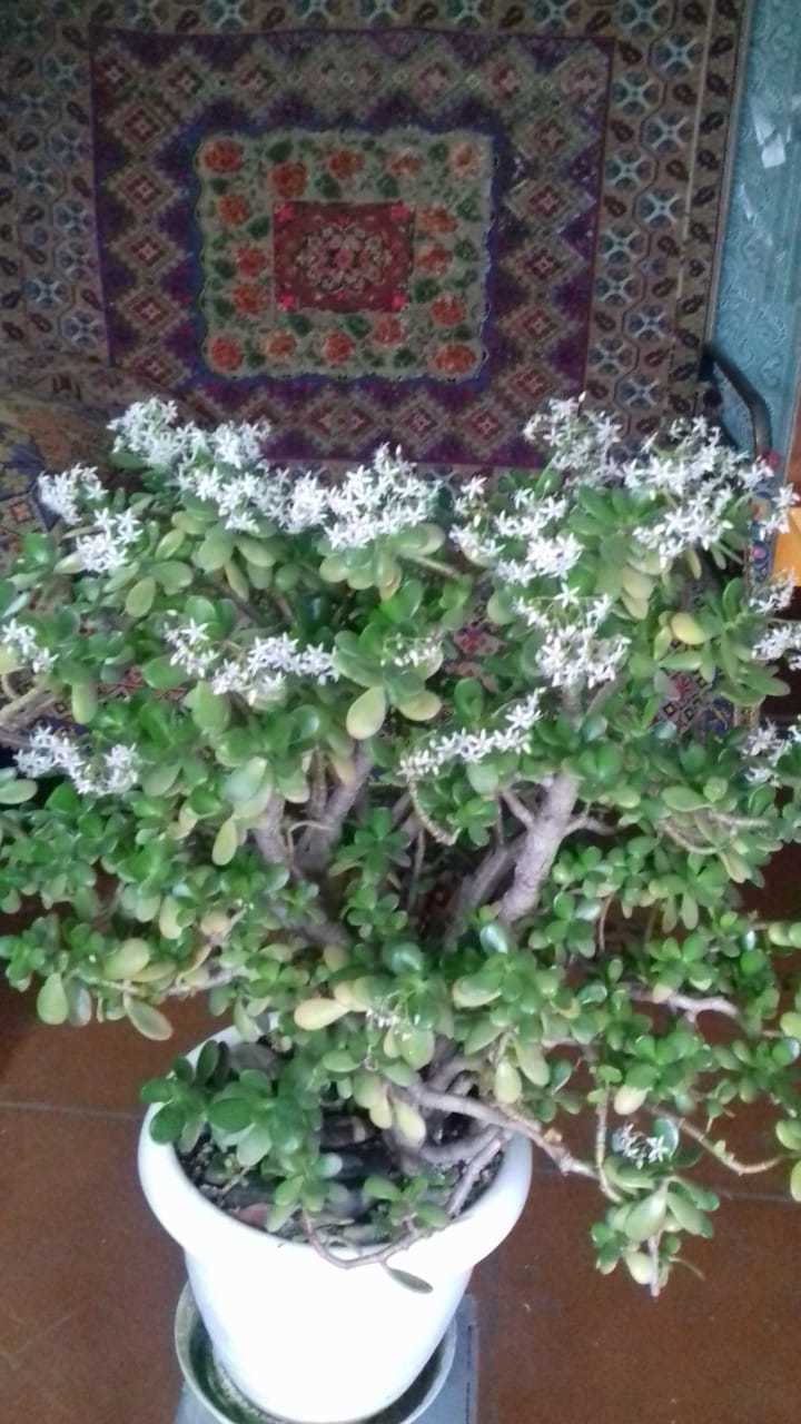 Blooming! - My, Flowers, Houseplants, Longpost, Crassula, Money Tree