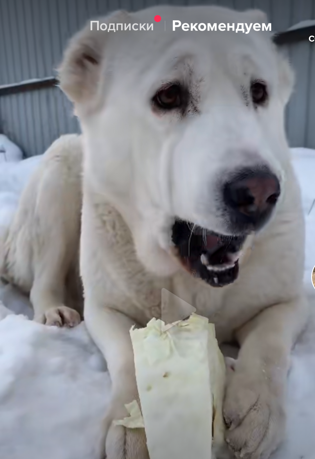 Don't be sad, crunch - Dog, Vertical video, Tiktok, Cabbage, Video, Longpost, Animals