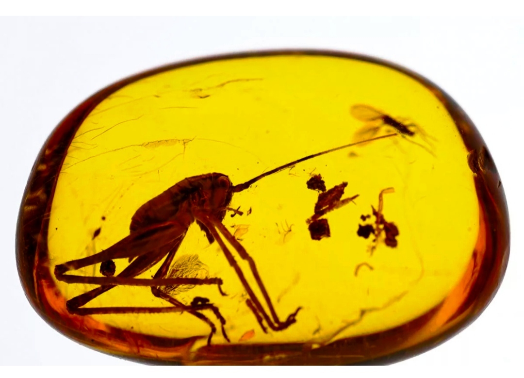 Amber captivity - Amber, Resin, Inclusion, Insects, Amphibians, Lizard, Fossil, Reptiles, Arthropods, Spider, Mosquitoes, Dragonfly, Centipede, Ants, Fossils, Macro photography, Longpost, The photo