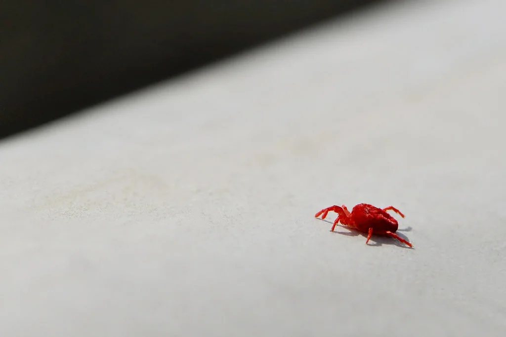 Red Mite: That tiny red bug that everyone has seen. And this, by the way, is a dangerous parasite - Mite, Insects, Yandex Zen, Animals, Longpost