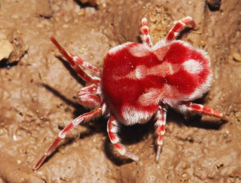 Red Mite: That tiny red bug that everyone has seen. And this, by the way, is a dangerous parasite - Mite, Insects, Yandex Zen, Animals, Longpost