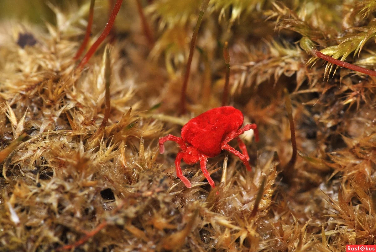 Red Mite: That tiny red bug that everyone has seen. And this, by the way, is a dangerous parasite - Mite, Insects, Yandex Zen, Animals, Longpost