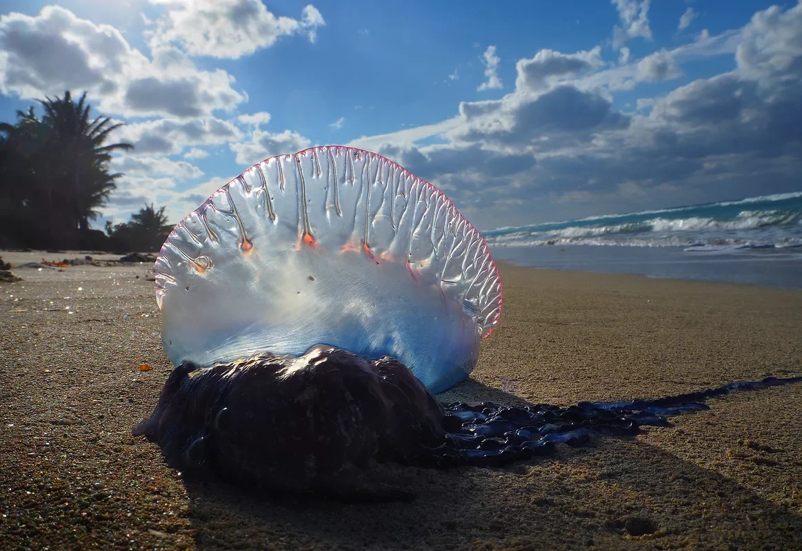 Portuguese Man of War: Tourist Fear No. 1. Everything you need to know about the poisonous sea jellyfish - Yandex Zen, Portugal, Animals, Longpost, Jellyfish