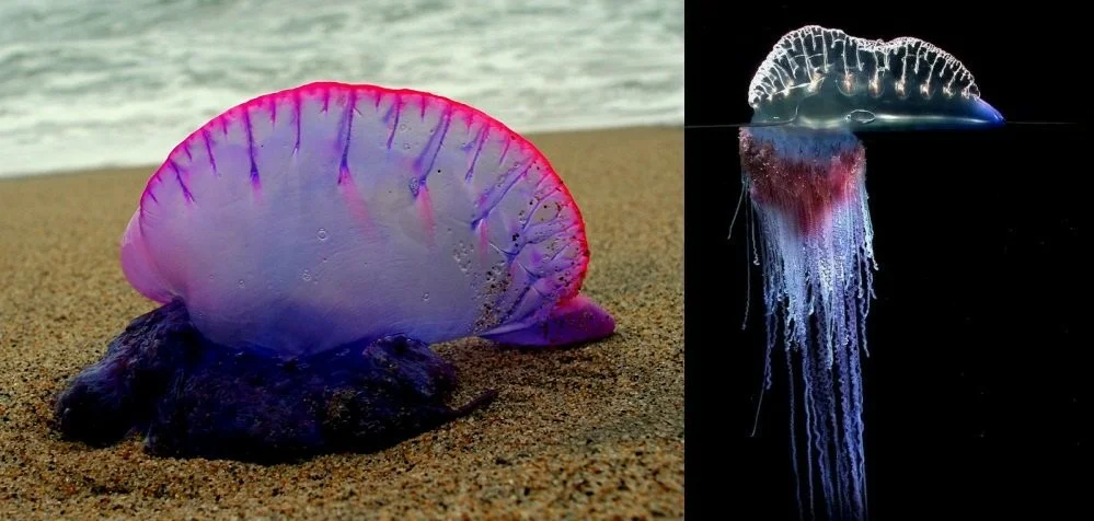 Portuguese Man of War: Tourist Fear No. 1. Everything you need to know about the poisonous sea jellyfish - Yandex Zen, Portugal, Animals, Longpost, Jellyfish