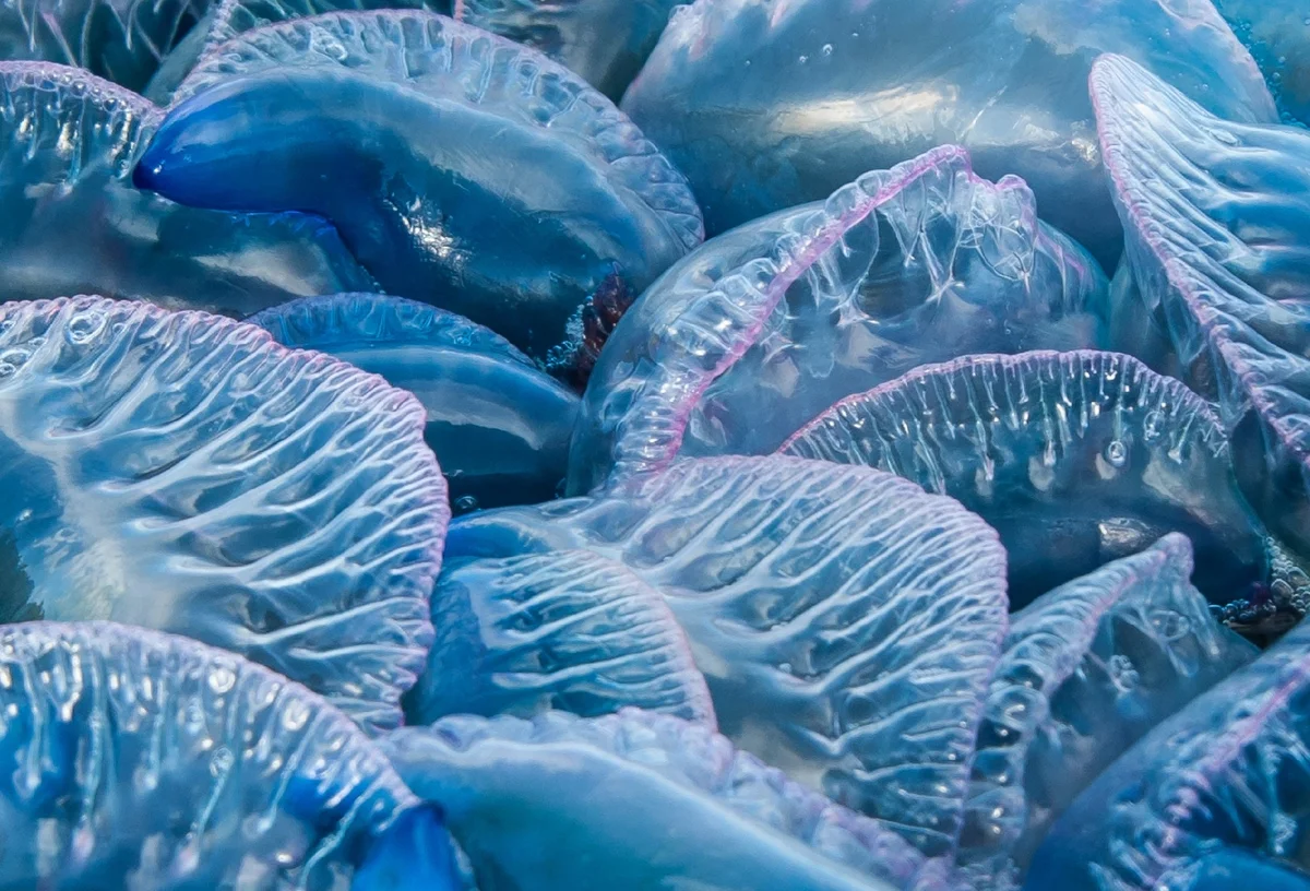 Portuguese Man of War: Tourist Fear No. 1. Everything you need to know about the poisonous sea jellyfish - Yandex Zen, Portugal, Animals, Longpost, Jellyfish