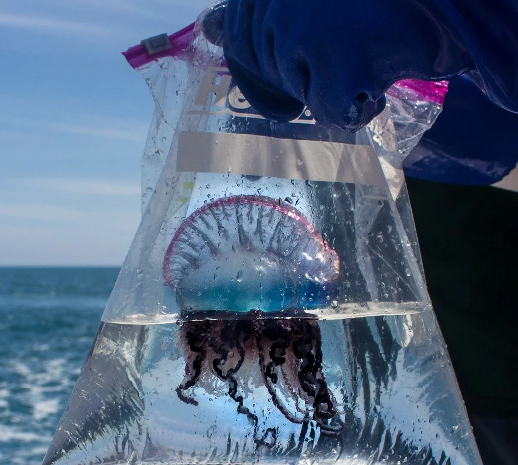 Portuguese Man of War: Tourist Fear No. 1. Everything you need to know about the poisonous sea jellyfish - Yandex Zen, Portugal, Animals, Longpost, Jellyfish