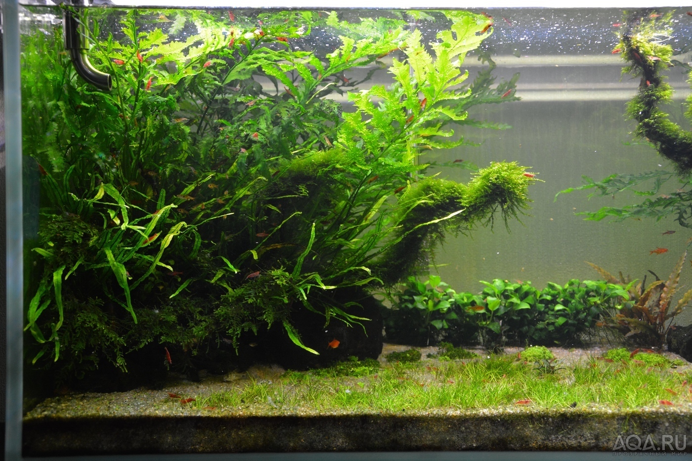 Homemade fertilizers for aquarium plants - My, Aquarium, Fertilizers, Longpost