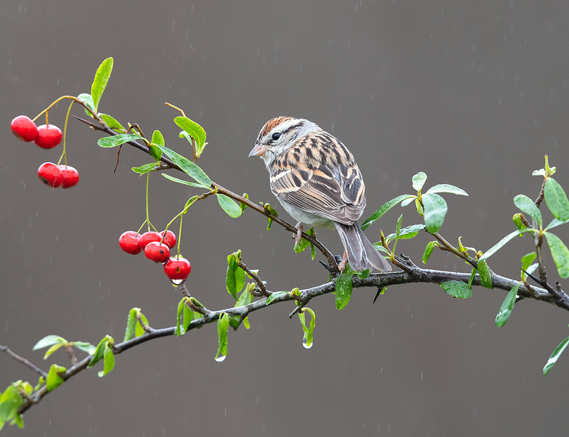 Common Sparrow Bunting - Birds, Nature, Common oatmeal