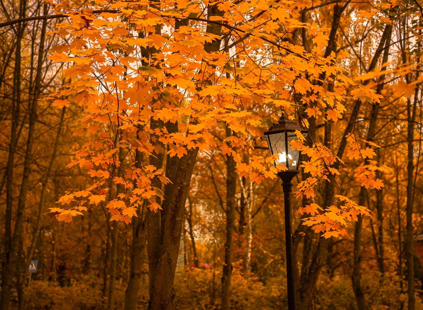 Golden autumn in all its splendor - My, Mobile photography, The photo, Autumn, Autumn leaves, Colors of Life, 2020, Moscow region, Barybino, Domodedovo, Longpost, Xiaomi Redmi 7