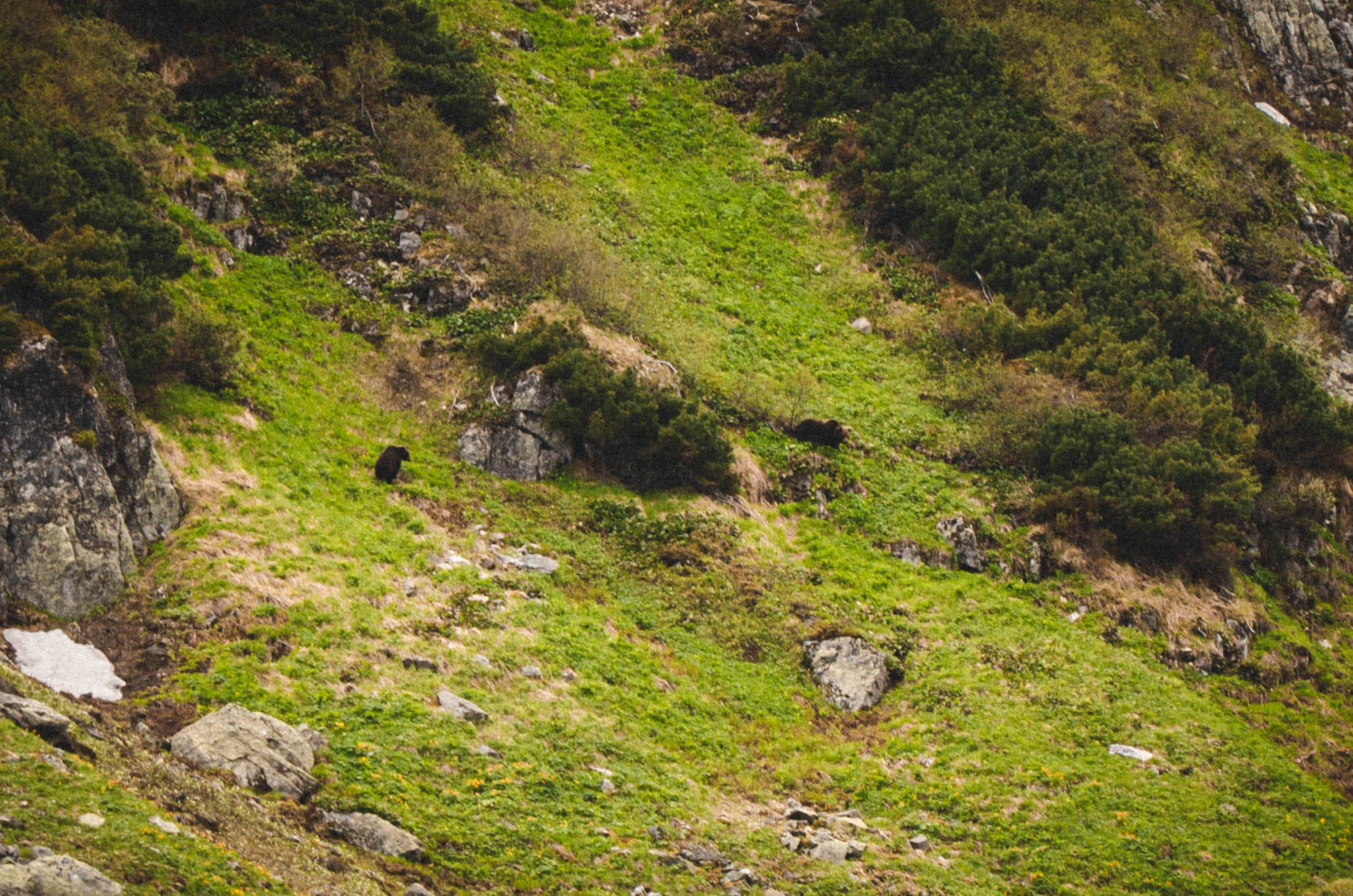 Khamar-Daban - taiga, mountains, bears and a lot of wild beauty - My, The mountains, Tourism, Hike, Baikal, Nature, Video, Longpost