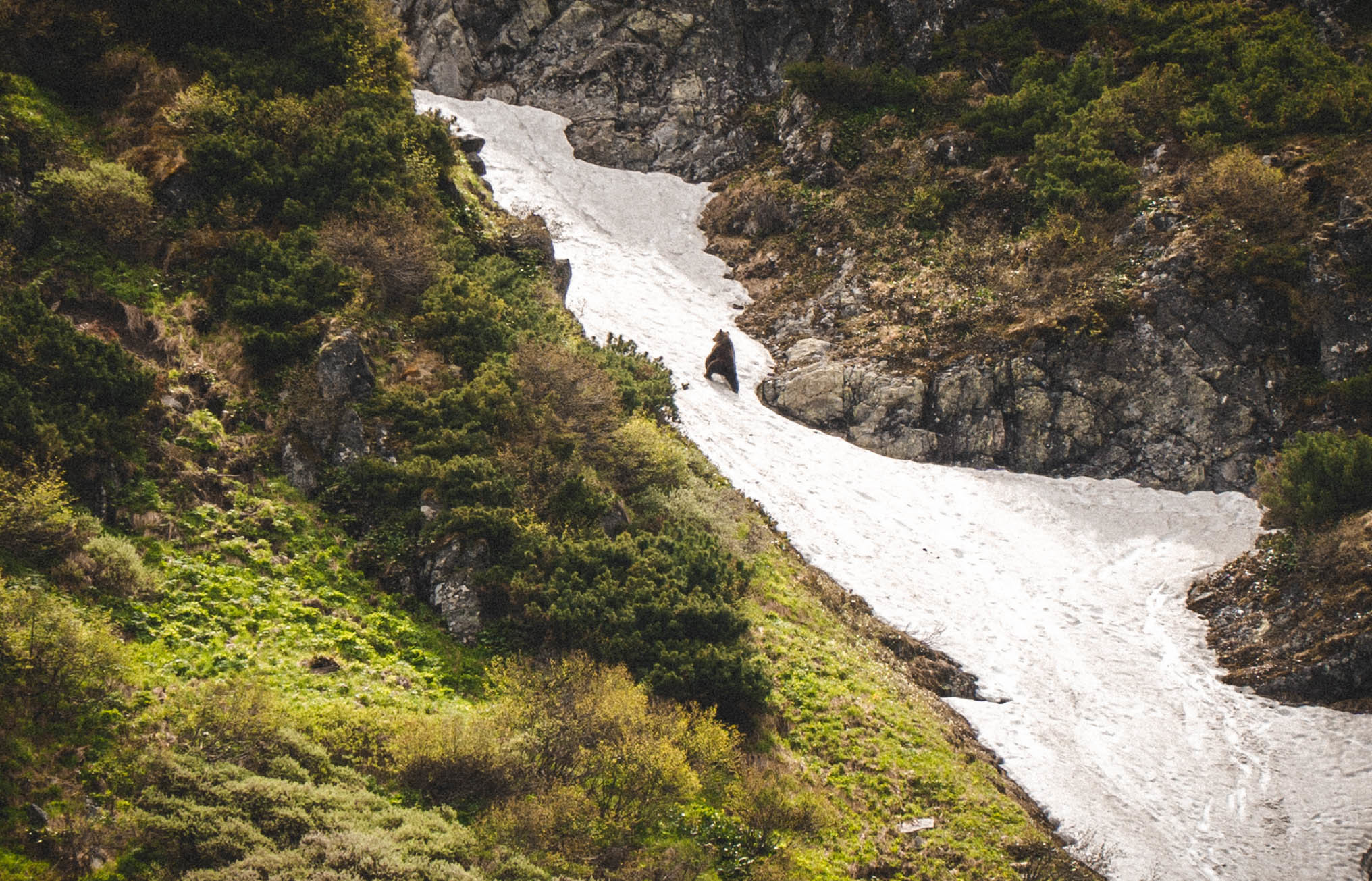 Khamar-Daban - taiga, mountains, bears and a lot of wild beauty - My, The mountains, Tourism, Hike, Baikal, Nature, Video, Longpost