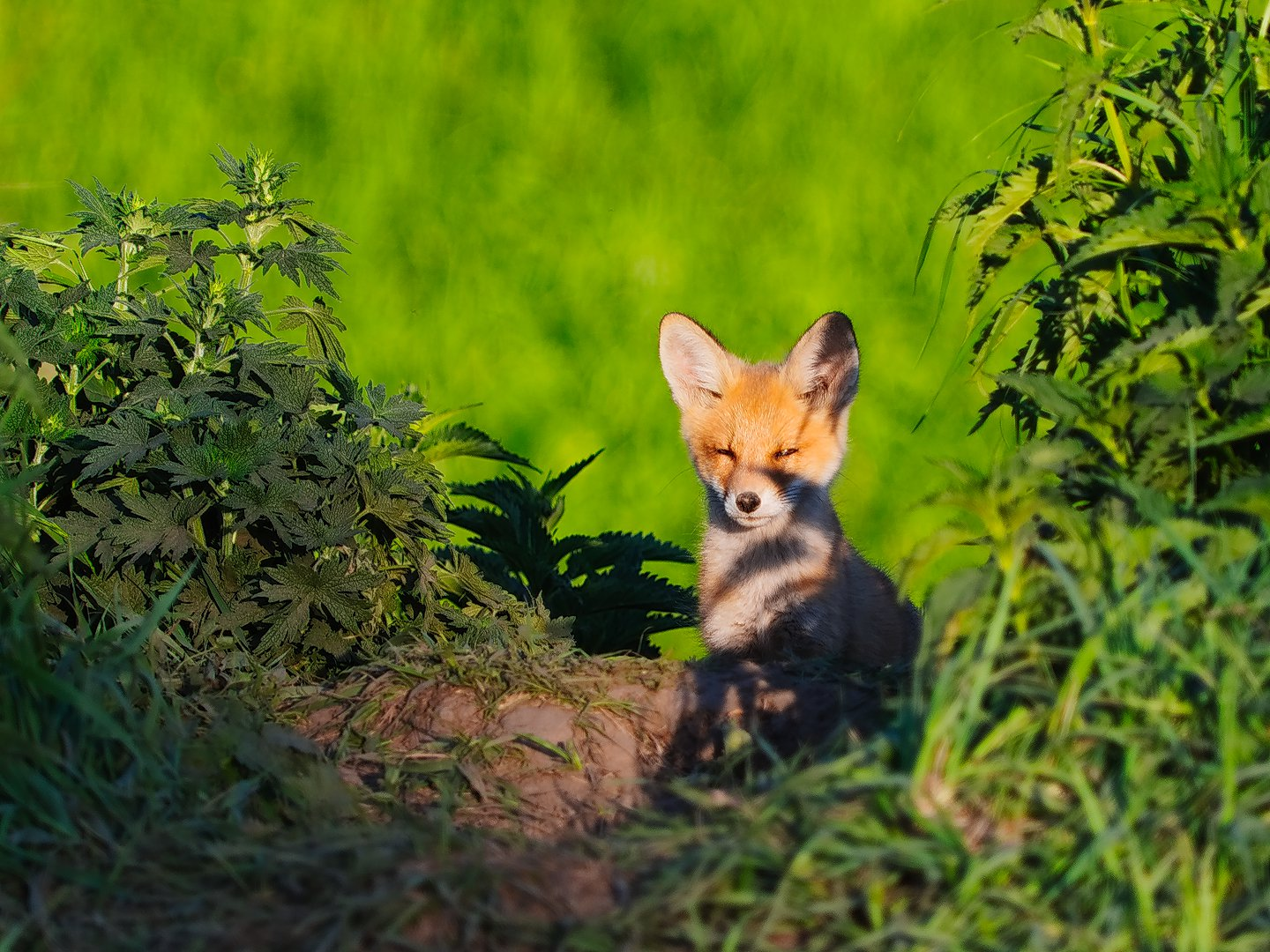 Fox best. Лисенок. Лисенок пикабу. Дерзкий Лисенок. Фото Лисенка National Geographic.