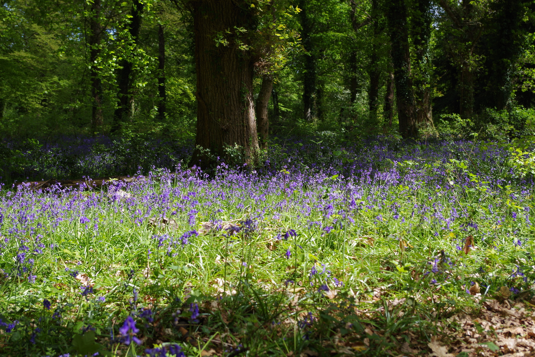 What do I like about the English countryside? - My, England, Nature, Longpost, Friday tag is mine