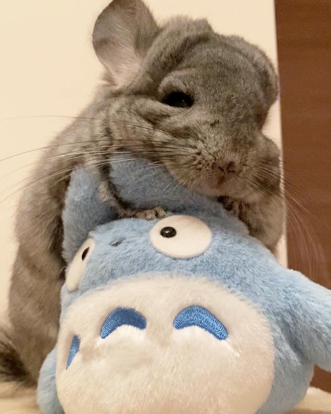 Totoro? - Chinchilla, Animals, My neighbor Totoro, Soft toy