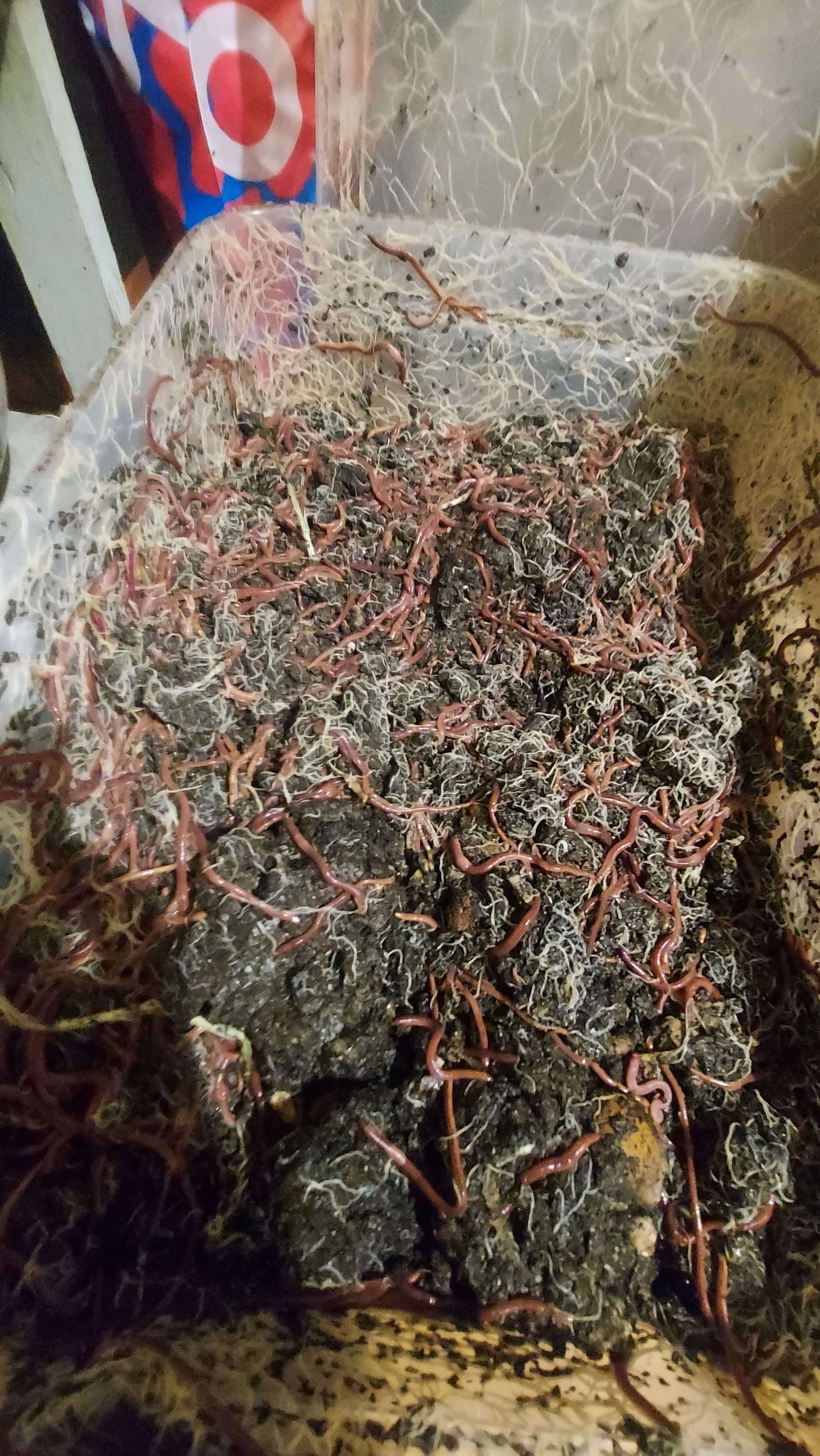 California worms for fishing - My, Fishing, Farm, Earthworms, Longpost, Mat