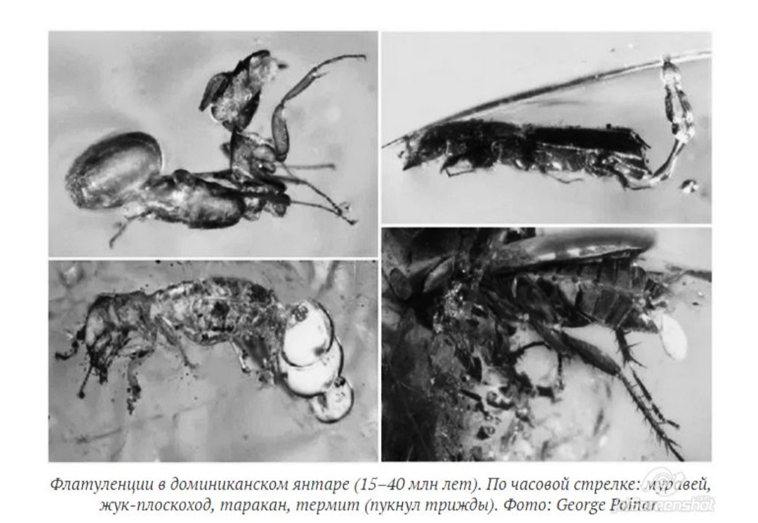 Do insects and other bugs fart? - Bunch, Gases, Digestion, Vital activity, Insect, Insects, Biology, Interesting, Facts, Ants, Spider, Cockroaches, Termites, Centipede, Longpost