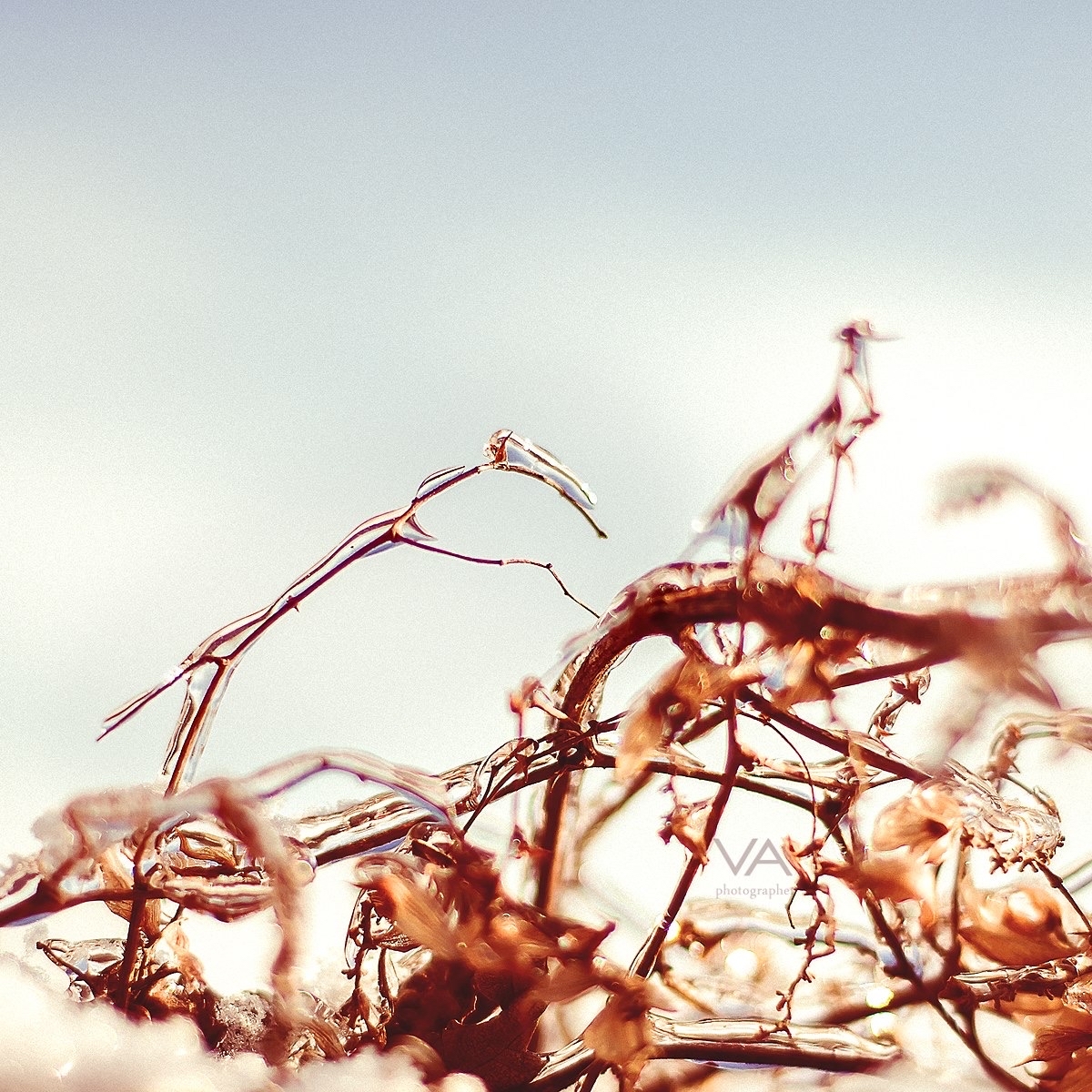 Frosty series - My, Photography, The photo, Macro, Macro photography, Nature, beauty of nature, Hop, Winter, Photographer, beauty, Ice, Longpost