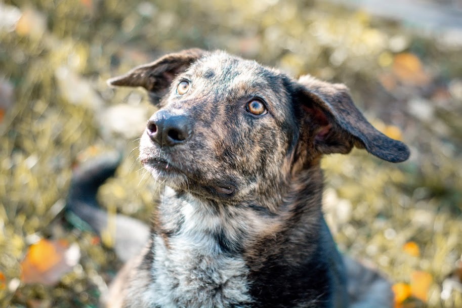 On the way to your Man - My, Novorossiysk, Dogs and people, Longpost, Dog, In good hands