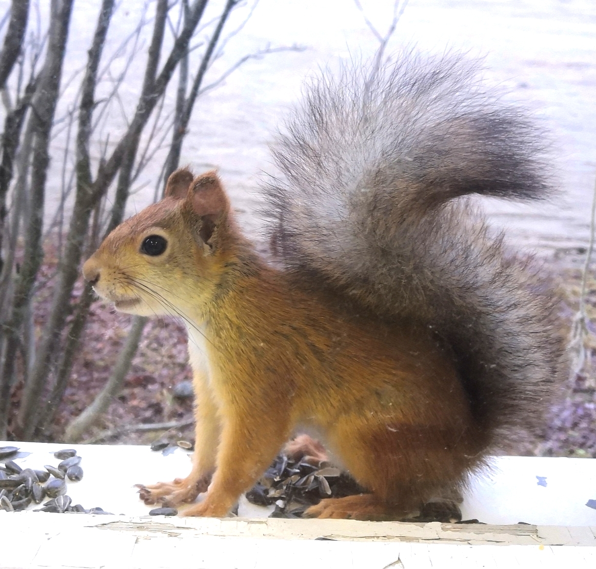 Freelancer - My, Office, Animals, Squirrel, Longpost