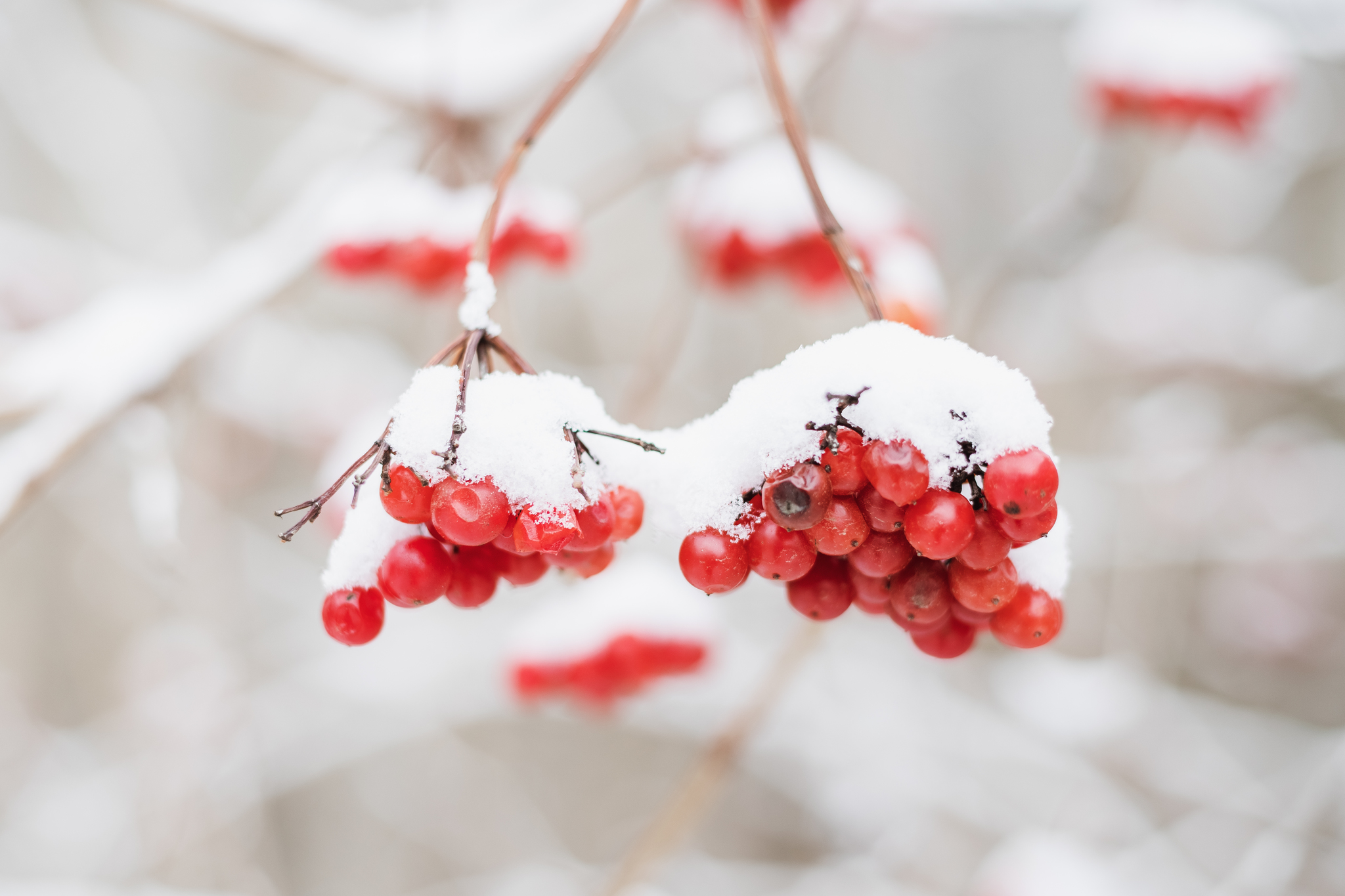 Viburnum in the snow - My, Viburnum, Snow, Winter, Nature, The photo, Canon, Canon 200D, December, Longpost