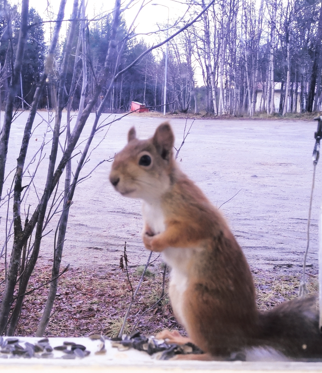 Freelancer - My, Office, Animals, Squirrel, Longpost