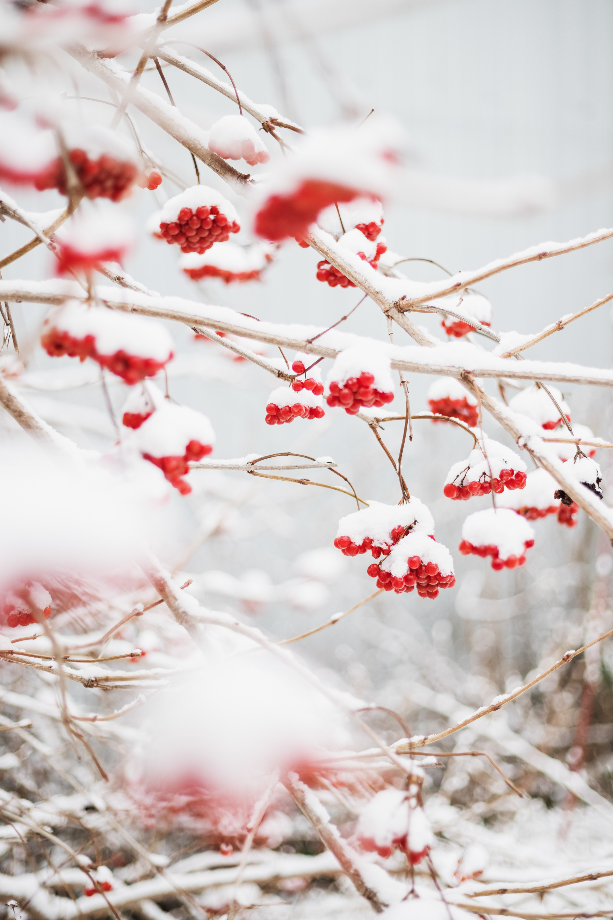 Viburnum in the snow - My, Viburnum, Snow, Winter, Nature, The photo, Canon, Canon 200D, December, Longpost